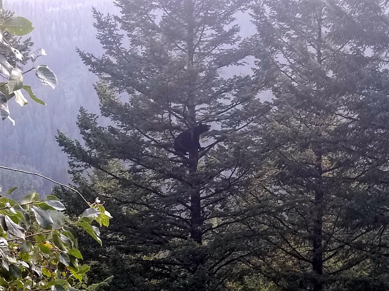 Bear in a tree at Grand Teton National Park