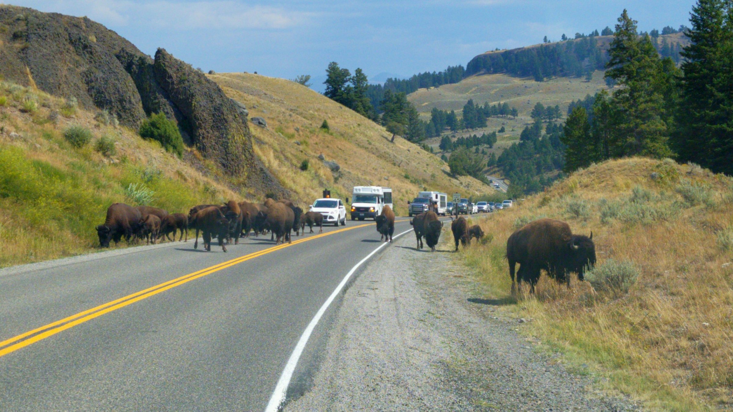 Bison Top 10 Things to Do in Yellowstone