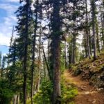 Forest trail to Bell Lake