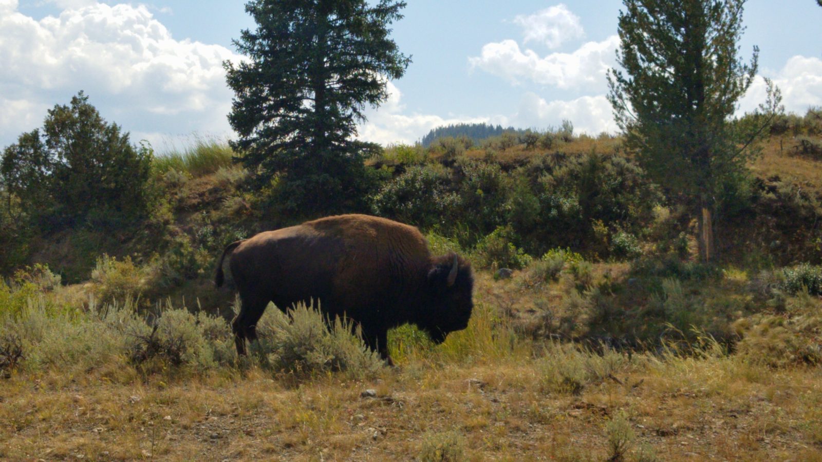 yellowstone bison in the lamar valley