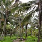 Hiking through palm trees in Tayrona