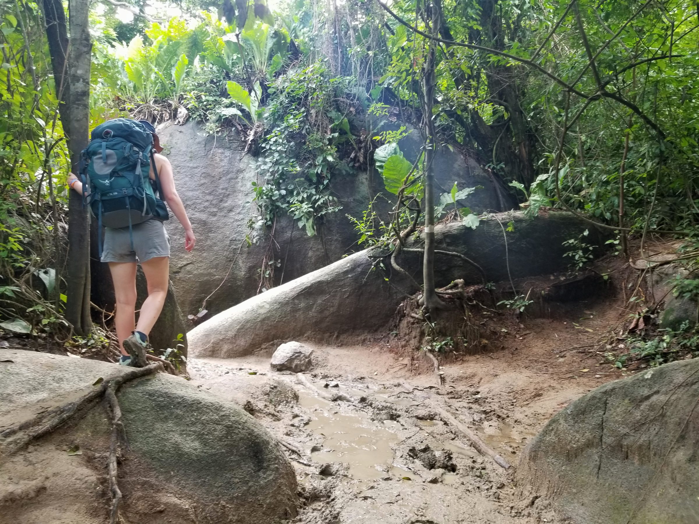 Lower your expectations for hiking in Tayrona National Park, it is extremely muddy.