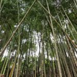 Bamboo outside of Salento, Colombia