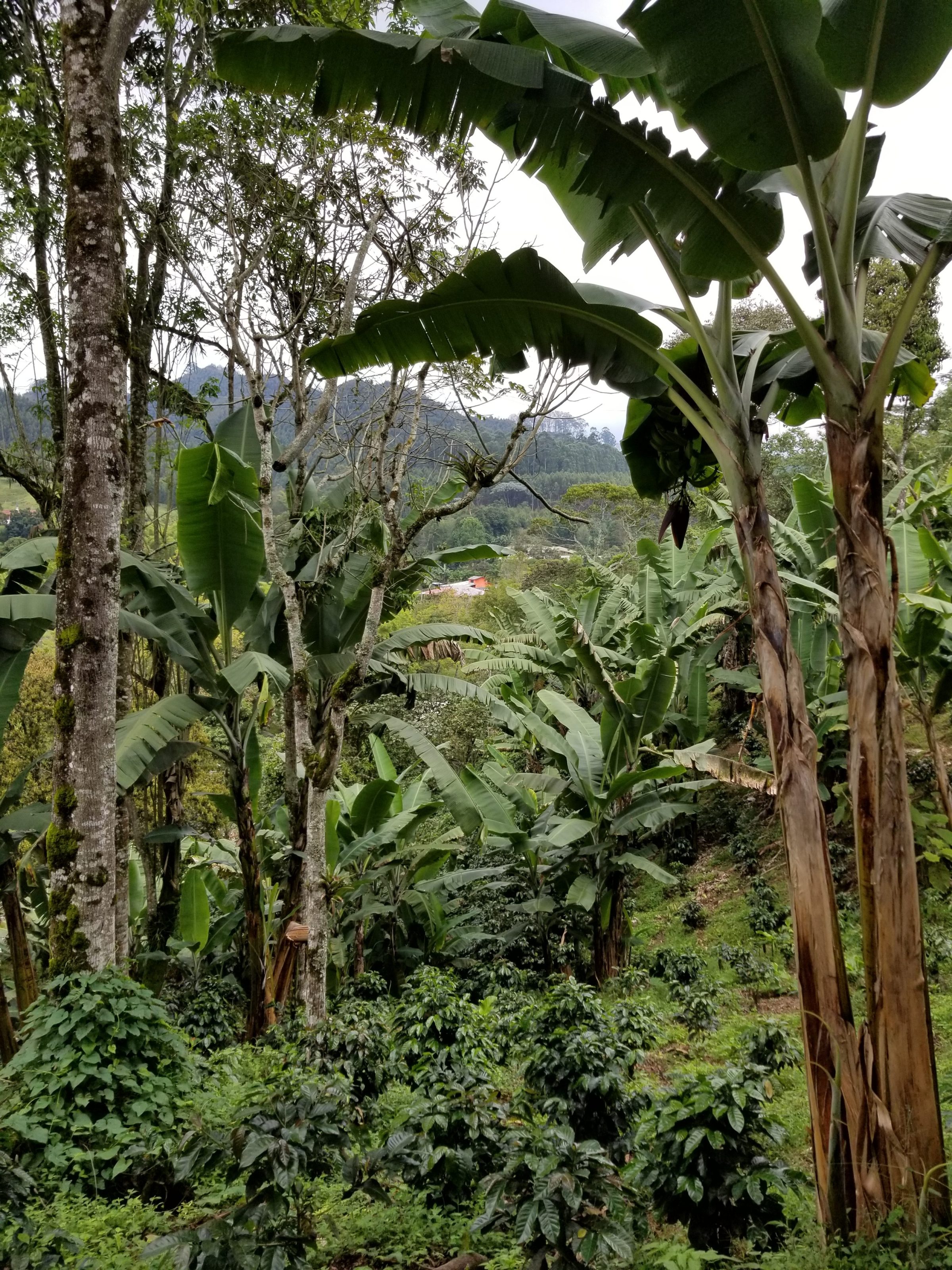 Banana trees surrounding coffee plants