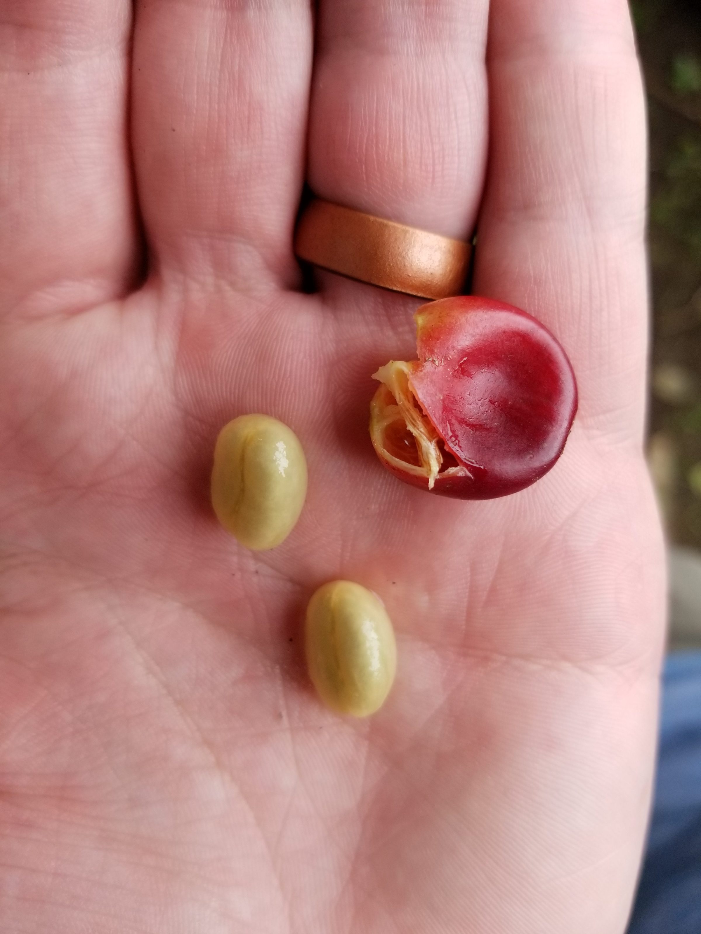 Coffee cherry and its beans