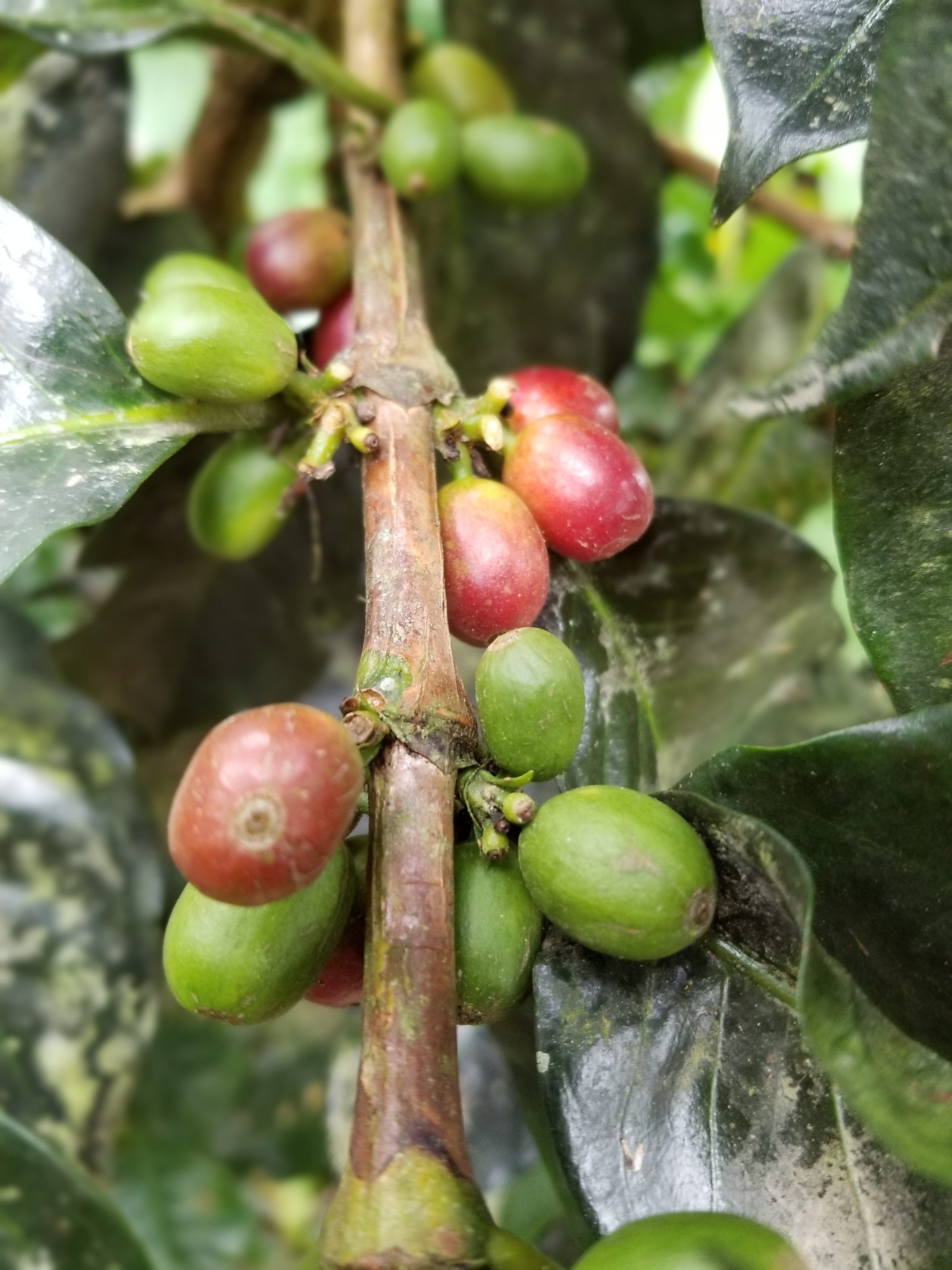 Coffee cherries on the vine