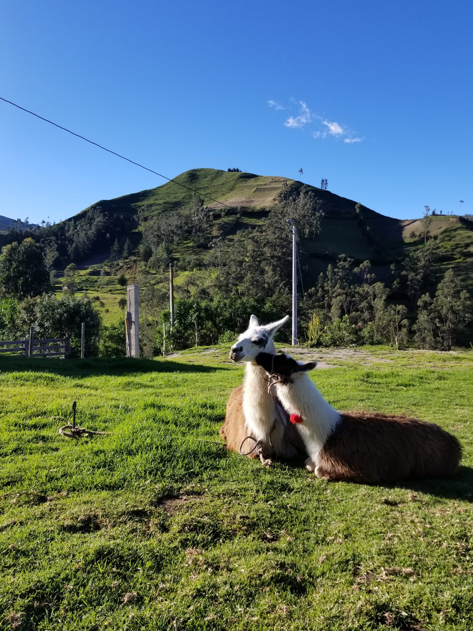 Llamas at our hostel in Isinlivi