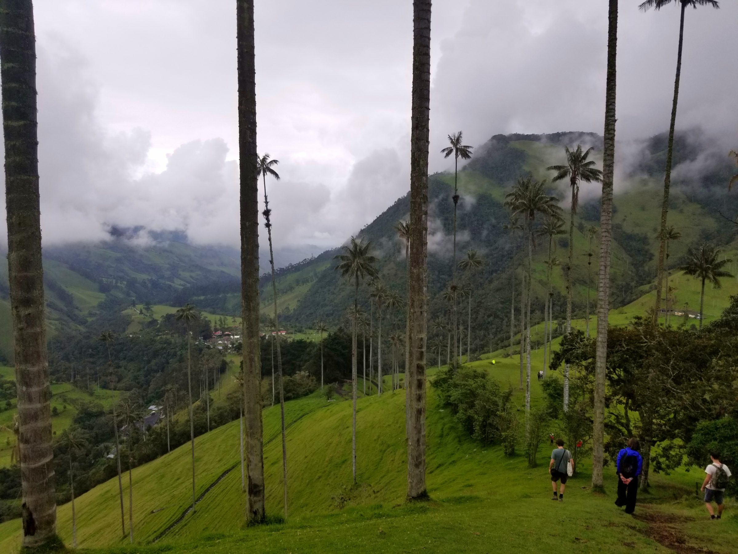 Hiking down through Valle de Cocora