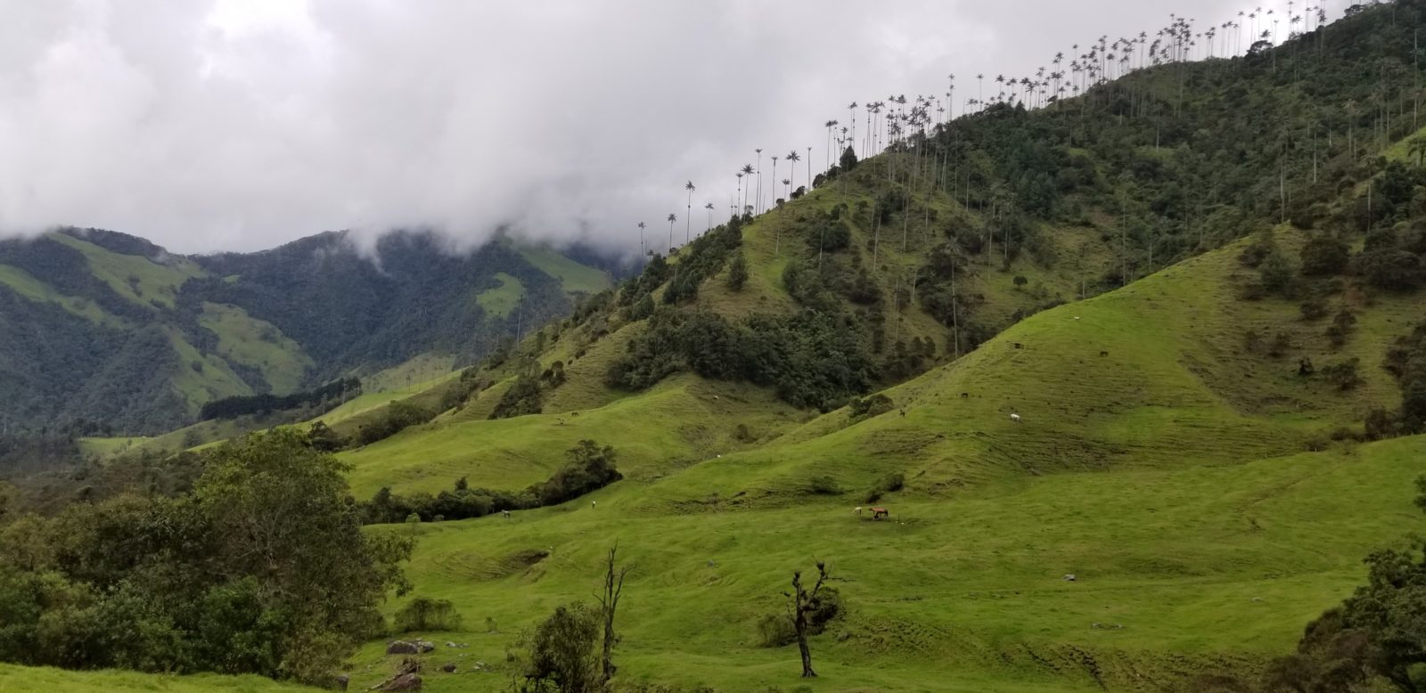Wide views from bottom of Valle de Cocora