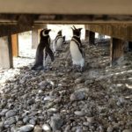 Magellanic penguins hiding in the shade in Argentina