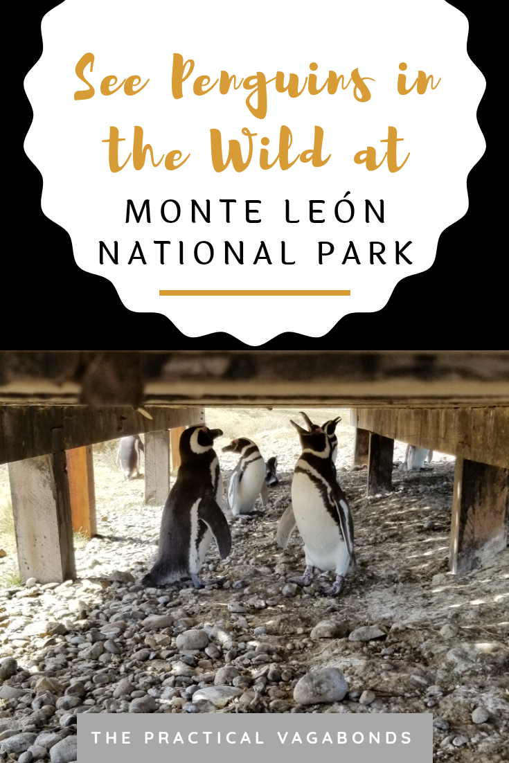 Ever wanted to see wild penguins in Patagonia? But it is expensive right? Wrong! You can see them for free most of the year here at Monte Leon National Park. It's Penguin time! #argentinatravel #penguins #southamericatravel #wildpenguins