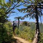 Hiking through aracauria forest